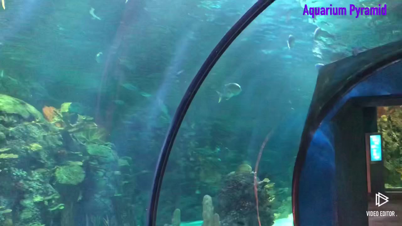 Aquarium pyramid at Moody Garden, Galveston YouTube