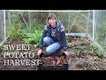 Sweet potato harvest