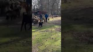 Goat Feeding herd of 200