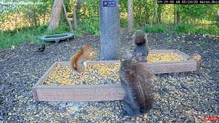 Rare Visit by Red Squirrel, Aggressive Little Guy! ... BWHQ Akron, Ohio