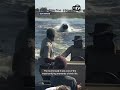 Charging hippo turns boat ride into real-life Hungry Hungry Hippos for tourists in Botswana
