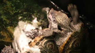 Turtles rescued from storm drain now in lab