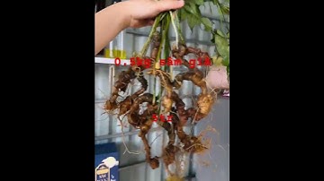 5 lạng sâm rừng già nhỏ #sâm_lai_châu_rừng #sâm_lai_châu_rừng