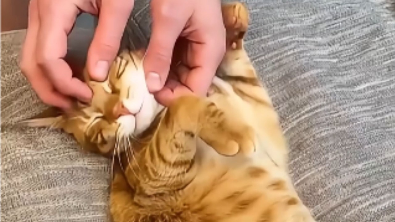 Этот кот помог нам пережить потерю папы – его история заставит вас плакать.