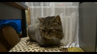 ВОЗРОЖДЕНИЕ ЛЕГИ? KC GO GLOBAL