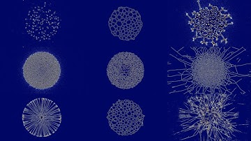 Physarum(Slime mold) Simulation #2