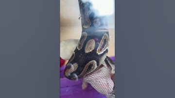 Not the best video… but here’s our #cinnamon #ballpython eating while #hanging & just enjoying #life