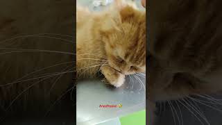 After Anesthesia Injection