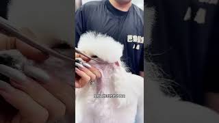 Ultimate Guide to Ram Head Trimming for Pet Grooming Experts