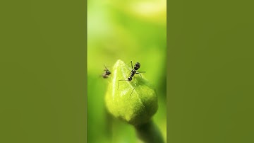 Adcom 25mm 10x Macro Lens Photography 🔥#macro #macrophotography #insects #photography #adcom