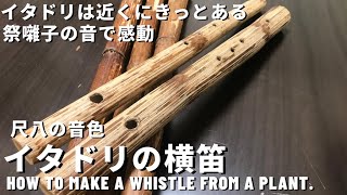 笛の作り方、尺八の音♪簡単♪【アウトドア、キャンプ遊びにどうぞ】How to make a whistle from a plant.