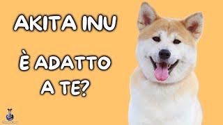 Akita Inu: Cosa Sapere