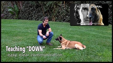 The DOWN Command - Robert Cabral Dog Training #15