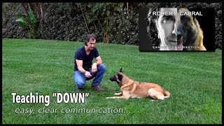 The Down Command - Robert Cabral Dog Training