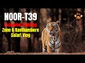 Exclusive Sighting Of Tigress Noor In Zone 6 Ranthambore Tiger Reserve Canter Safari Exclusive Sighting Of Tigress Noor In Zone 6 Ranthambore Tiger Reserve Canter Safari