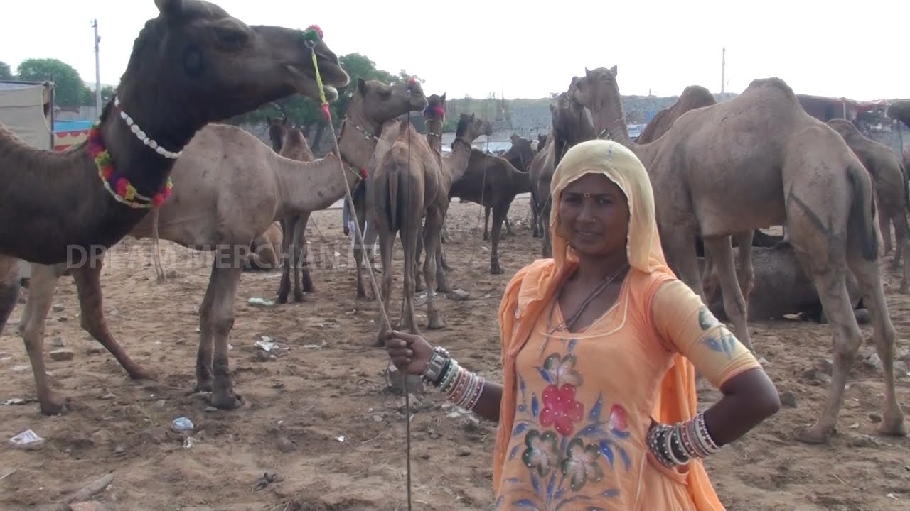 Camel Trader lady in Pushkar camel fair. (Mela) Rajasthan.india.tržnica deva