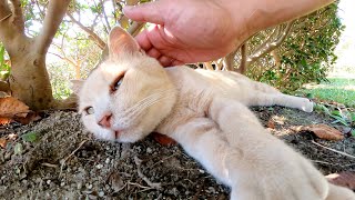 濃淡茶トラ猫コンビが「僕たちはここだよ！」と植込みの中から出てきた