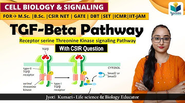 TGF-Beta Signaling Pathway || Receptor serine Threonine Kinase || Cell signaling|| CSIR NET 2024