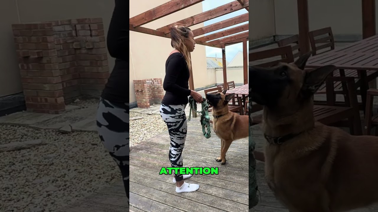 Dog Tricks: Watch This Pup's Amazing Commands! 