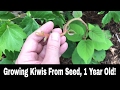 How To Grow A Kiwi Tree or Vine From Seed - 1 Year Old!