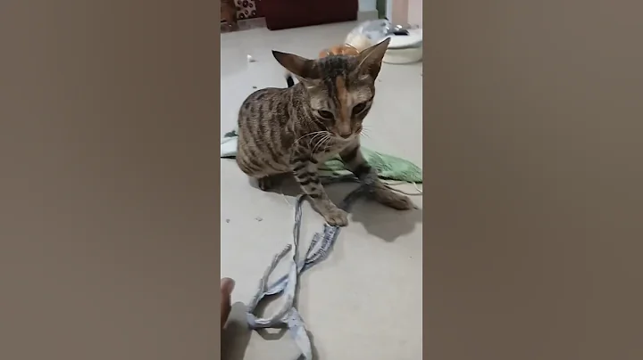 Video 11459151: adorable cartoon cat, funny cat cartoon, funny cat live