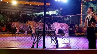 Amazing Tiger Show At Sriracha Tiger Zoo Pattaya Thailand Youtube
