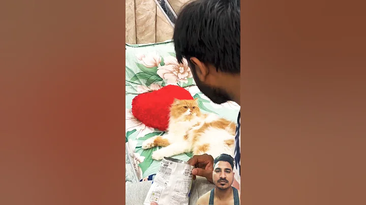 Watch the video about #catvideos #catcomedy #viralcats #catfunny #funny #cat #catlovers #funnycatvideos #comedy #cute #cat