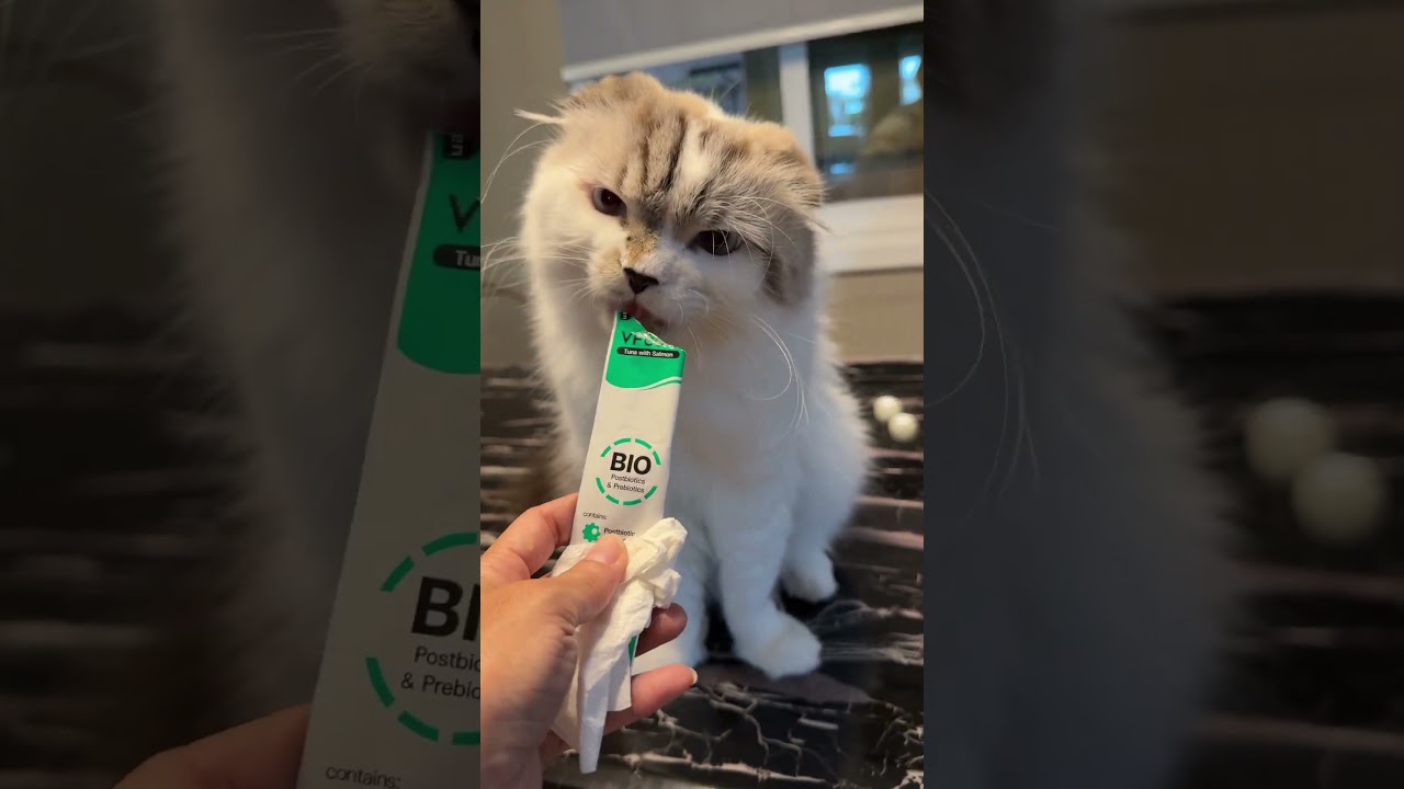 หล่อนะเราอะ #แมว #cat #kitten #pets #funnycats #cute #cutecat #animals #meow #แมวถังแก๊ส