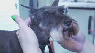 Pet Miniature Schnauzer: Head: Grooming: Tutorial