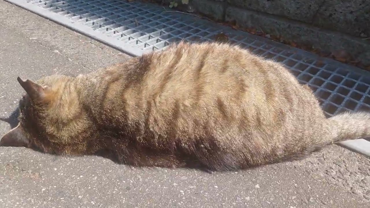 まる-CHAN  After finishing my rounds, I checked under the eaves of the vacant
