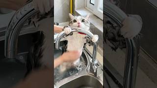 Download Lagu Sevimli kedinin bir günü 😻❤️ #kedilervadisi #kedi #cat MP3