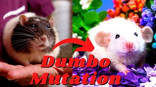 Dumbo Rats The Cutest Rat Variant?