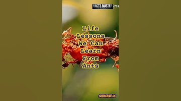Life Lessons We Can Learn From Ants #motivation #life #ants #human #learning #facts #ai #inspiration