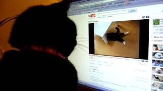 My cat likes this cat by thetinar 109 views 14 years ago 30 seconds