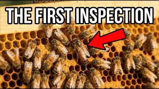 First Beehive Inspection: The Critical Checks You Need to Make