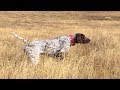 Cazando Codornices con bracos en tierras leonesas