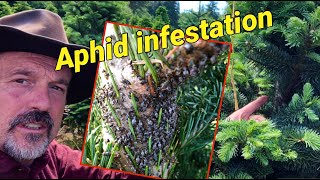 Christmas tree aphid infestation: What it looks like.  What will happen