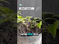 start awal #bonsai #bonsaiantingputri #belajarbonsai #tanamahias #semuaorang