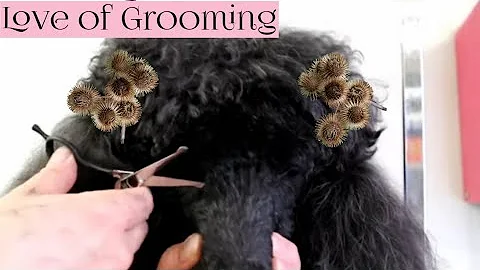 How to remove burrs, trim around eyes, and brushing your dog