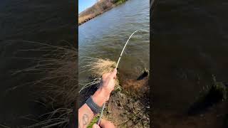 6Sence Divine Paddle-tail Swim-bait#viral#bassfishinglife#swimbaitfishing#outdoors#abugarciareels