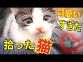 拾った猫が可愛い過ぎ！！　捨てねこの成長記　子猫が現れました　ねこ道楽　水戸道楽TV
