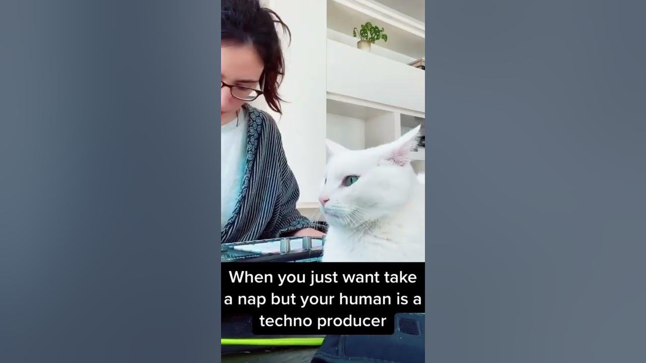 When your human is Amelie Lens 🐈