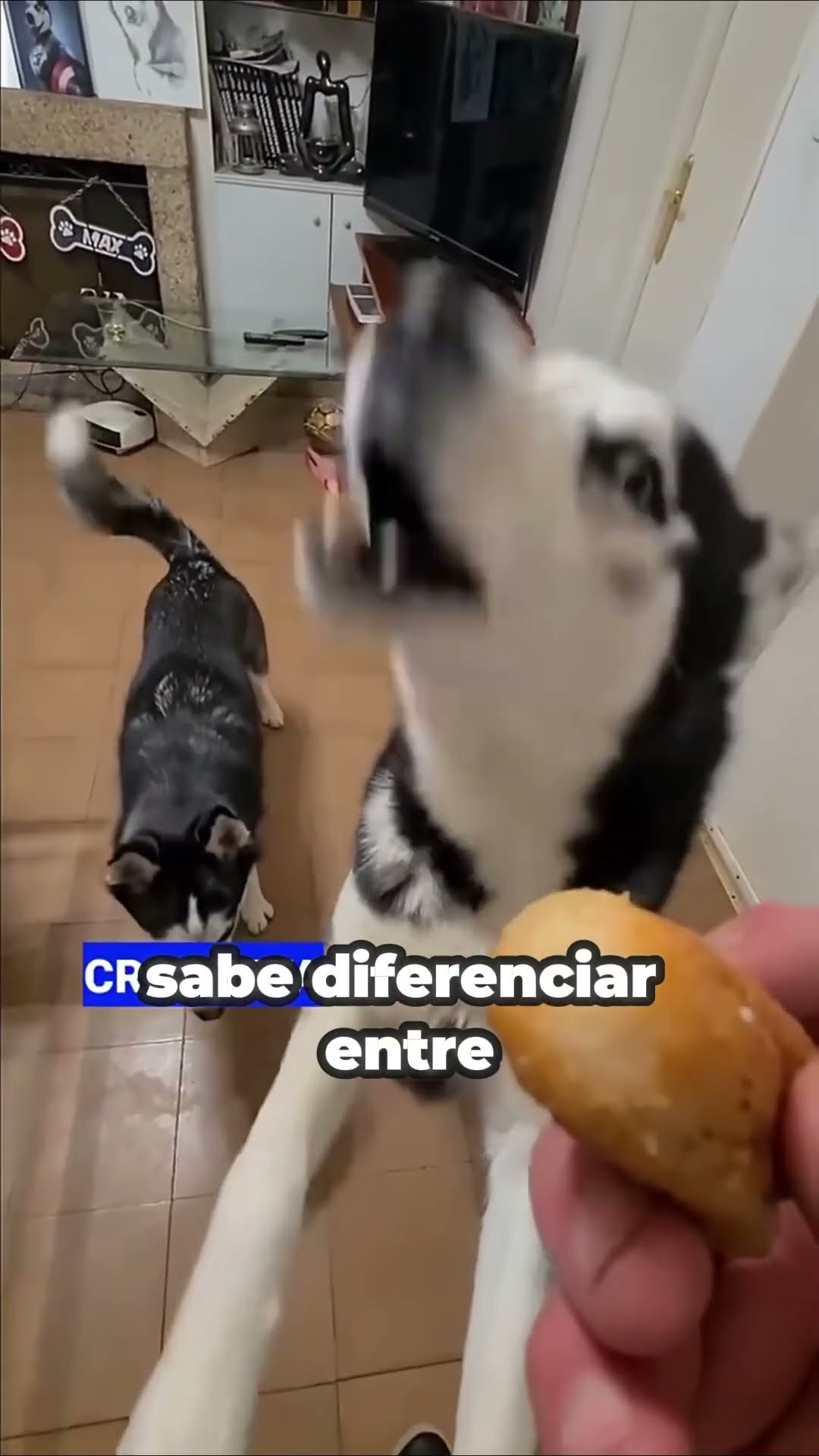HUSKY que HABLA??