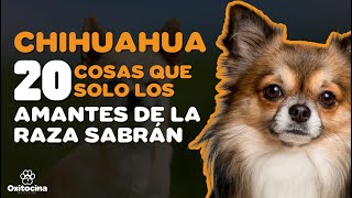 20 COSAS  QUE SOLO LOS AMANTES DEL CHIHUAHUA ENTENDERÁN