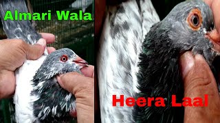 Almari Wala or Heera Laal me Farq | With Ustad Gogi Khan | Urdu \ Hindi | Shahid Rajput Pigeons