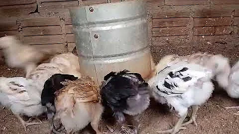O que pode ser de repente todas as galinha começa a morre?