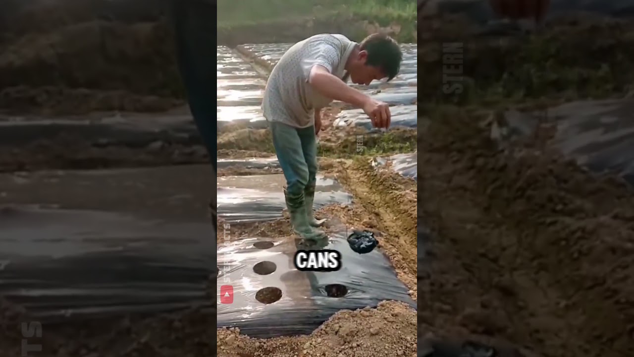 Креативность фермеров просто зашкаливает.