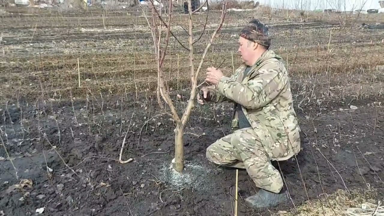 Весенняя обрезка яблони