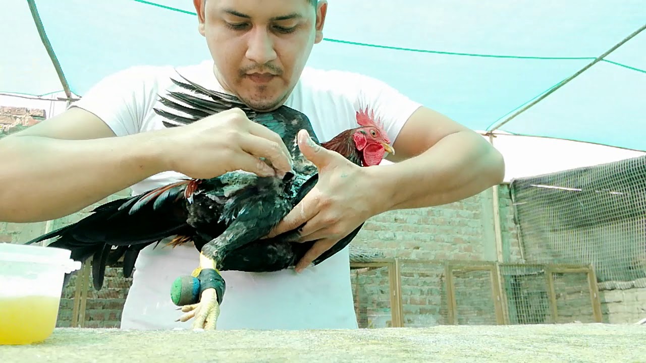 Técnica para poder tusar correctamente nuestros ejemplares