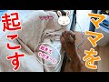 寝坊したママを起こすのに必死な犬の姿がかわいいw【トイプードル】